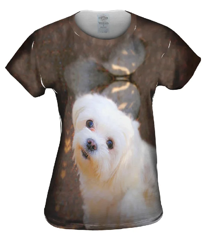 Price Reduction Obedient White Maltese