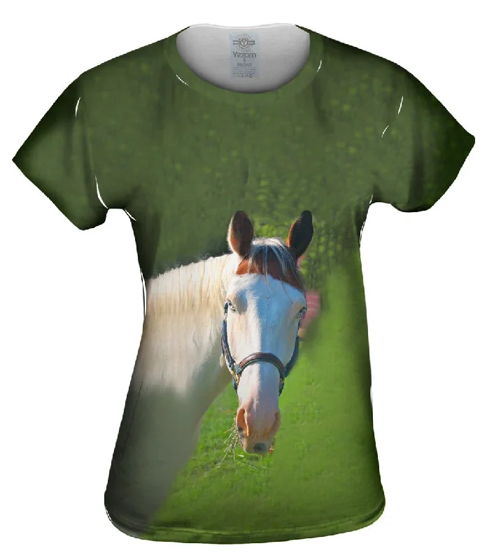 Big Discounts Paso Fino With Spunk